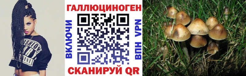 Псилоцибиновые грибы Cubensis  Щигры 